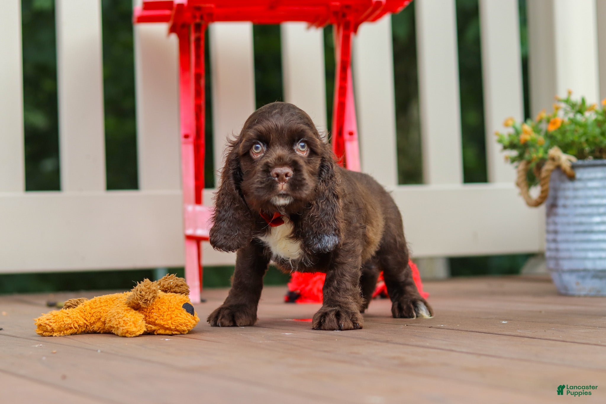 Cocker Spaniel dogs Ollie - Ad 2
