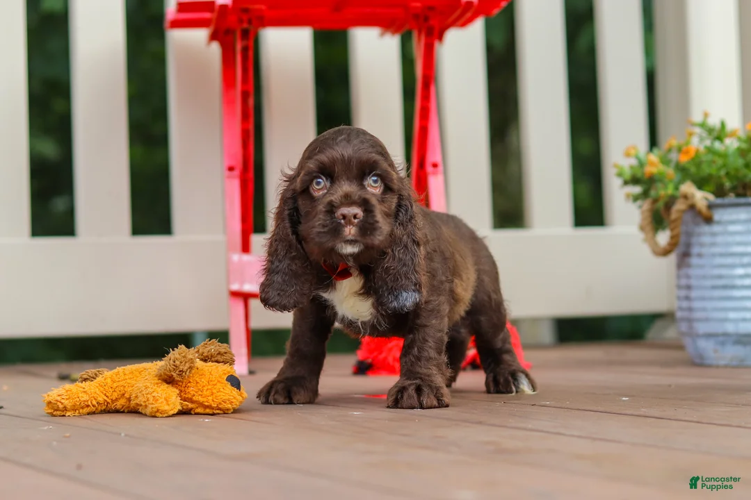 Cocker Spaniel dogs for sale: Ollie - Ad 2