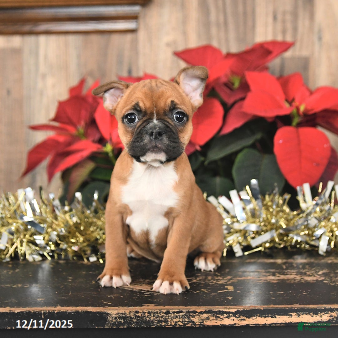 Frenchton dogs for sale: Hazel - Ad 2