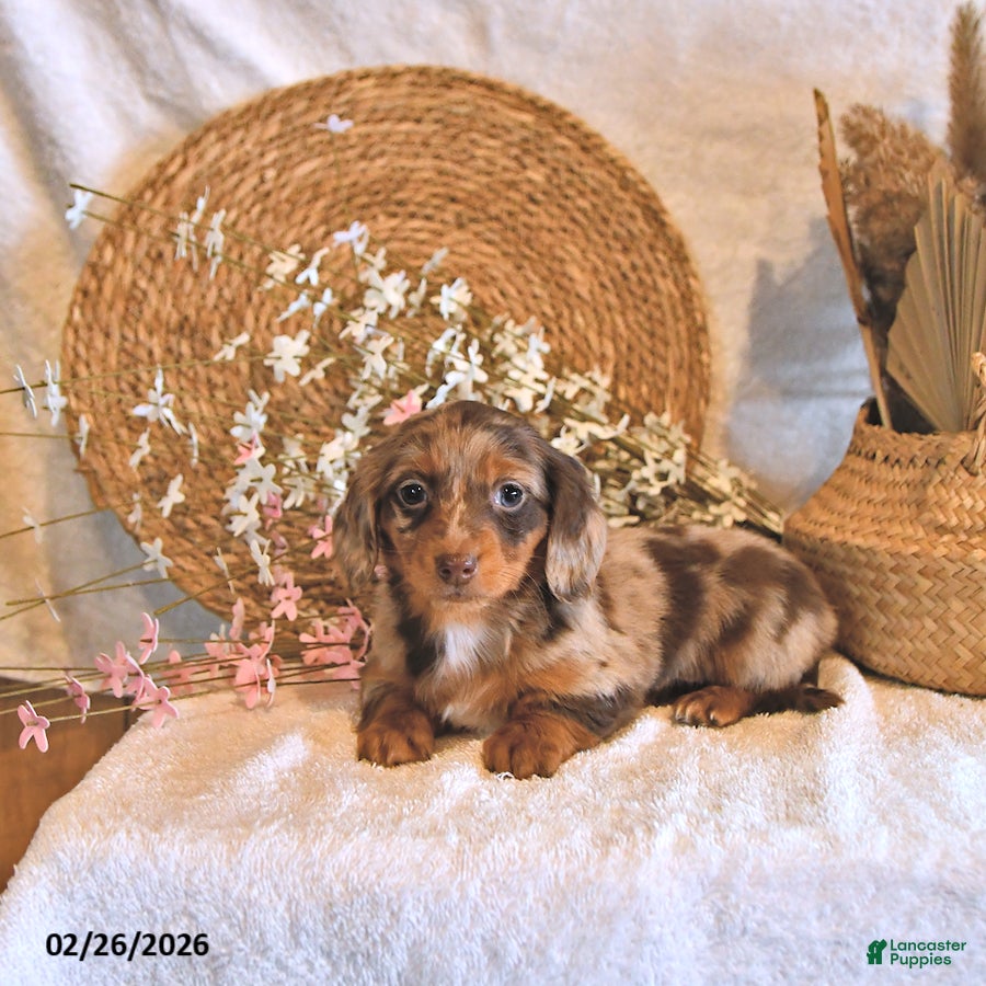 Miniature Dachshund dogs Ivy - Ad 2