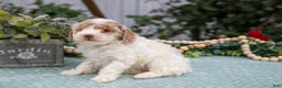 Miniature Poodle dogs for sale: Naomi - Ad 2
