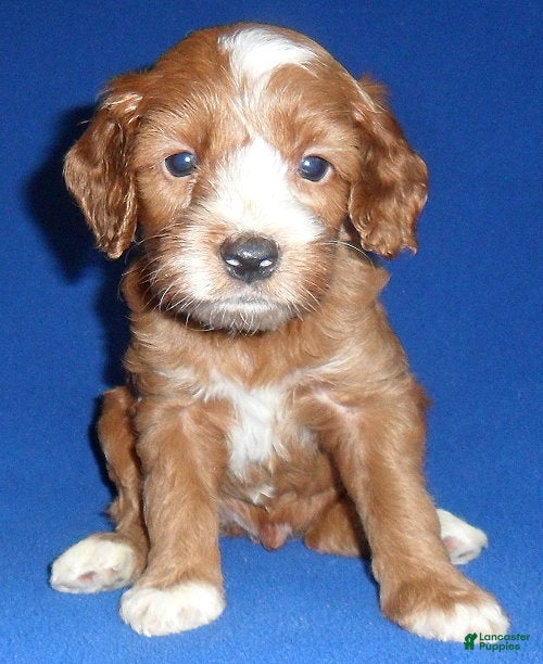 Cockapoo dogs Frankie - Ad 1