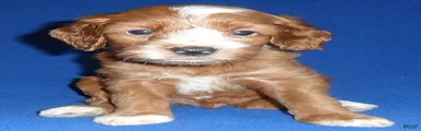 Frankie