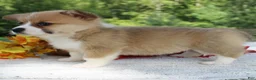Welsh Corgi Pembroke dogs for sale: Sienna - Ad 4