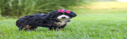Mini Bernedoodle dogs for sale: Spree - Ad 4