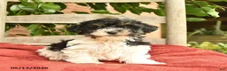 Yorkiepoo dogs for sale: Cassie   - Ad 2