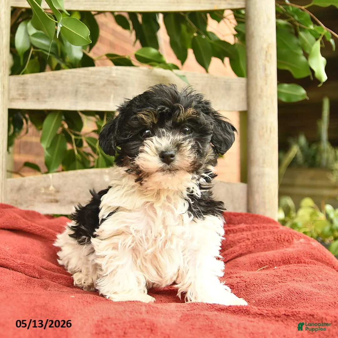 Yorkiepoo dogs for sale: Cassie   - Ad 2