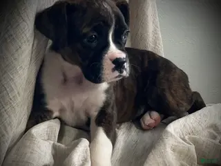 Boxer dogs Becca - Ad 36