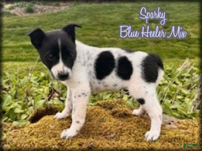 Mixed Breed dogs Sparky - Ad 1