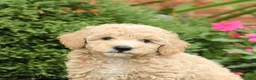Miniature Poodle dogs for sale: Seth - Ad 4