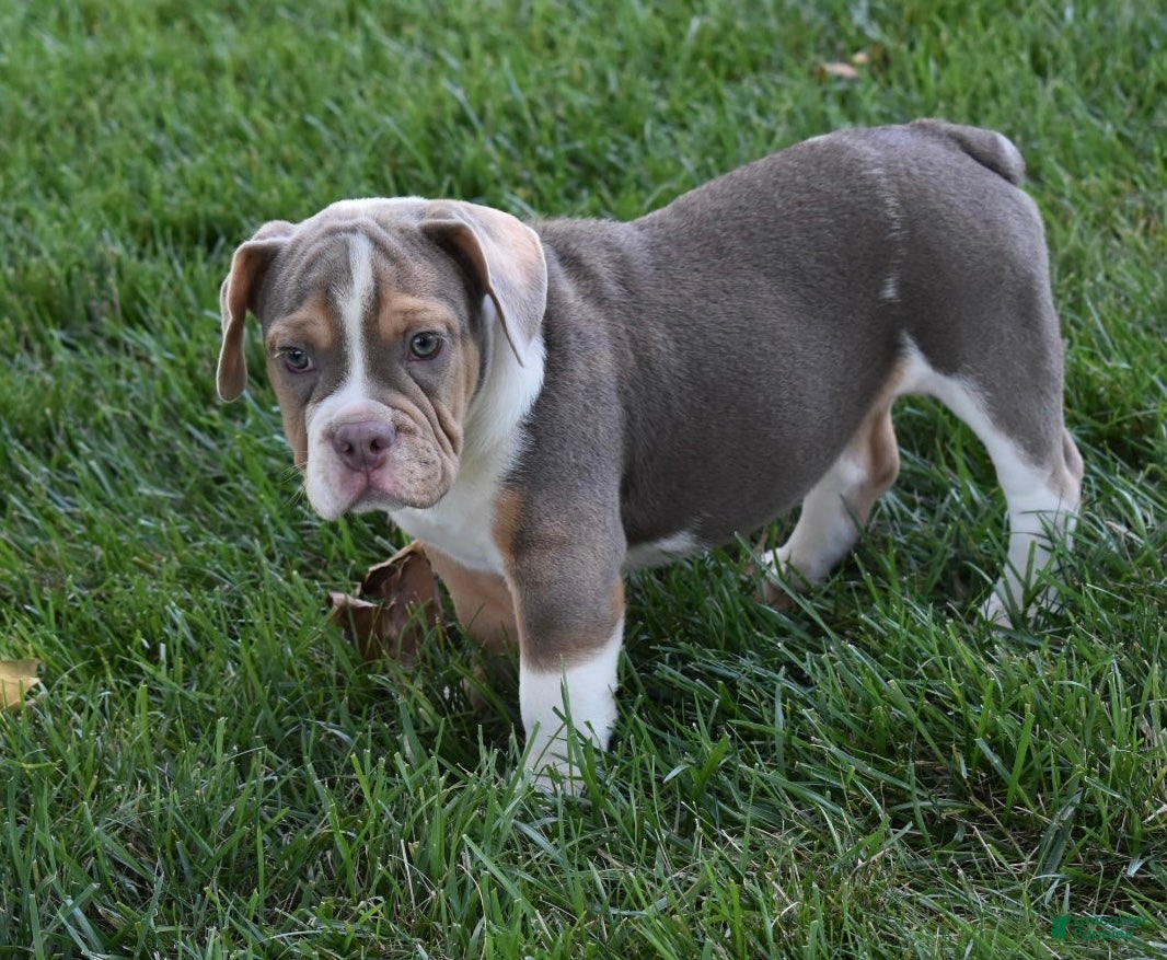 Beabull dogs Bailey  - Ad 2