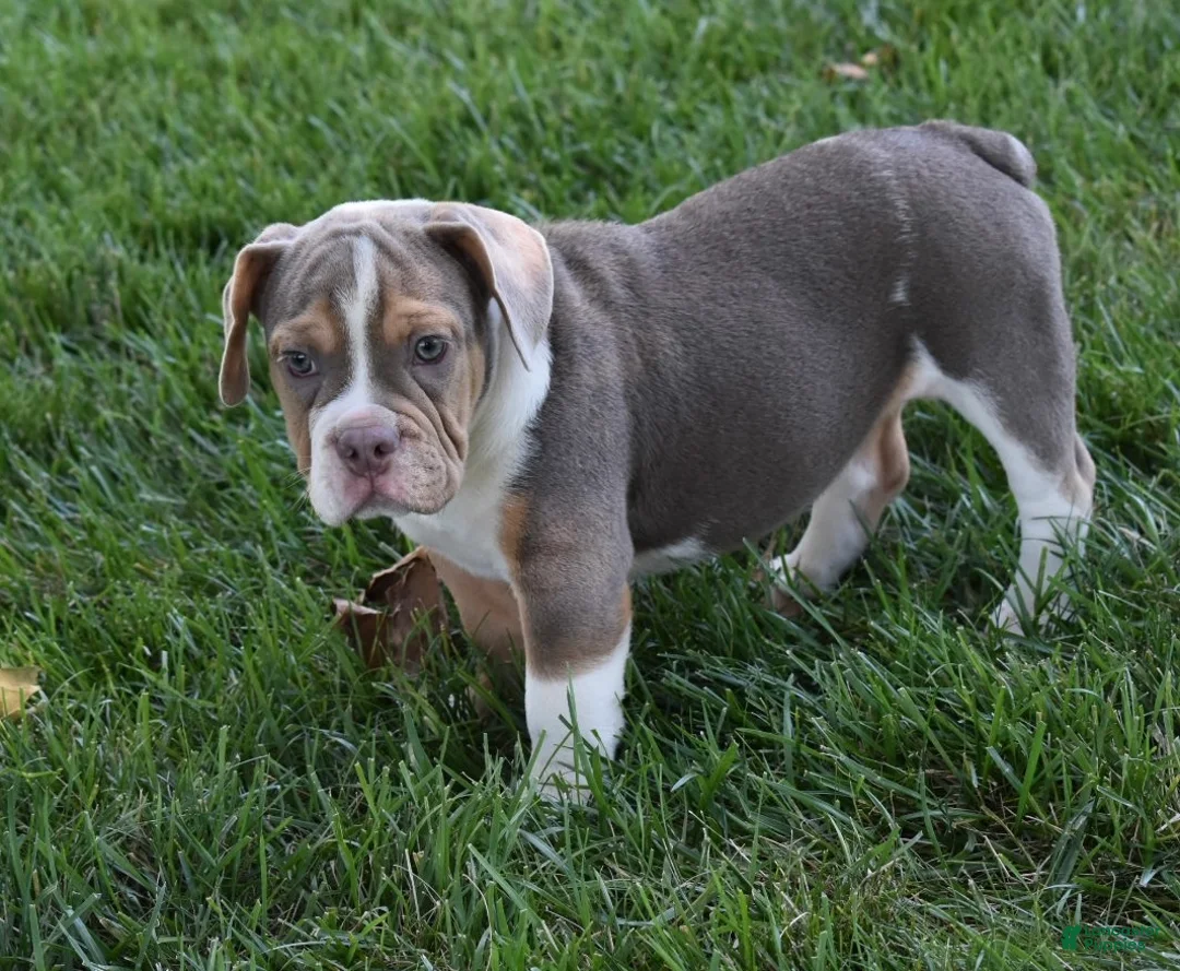 Beabull dogs for sale: Bailey  - Ad 2