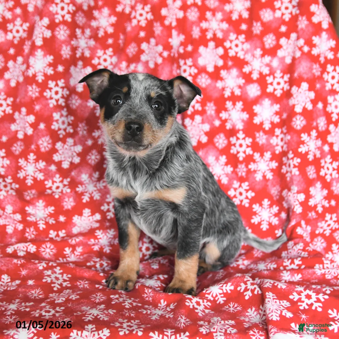 Australian Cattle Dog dogs for sale: Jade - Ad 8