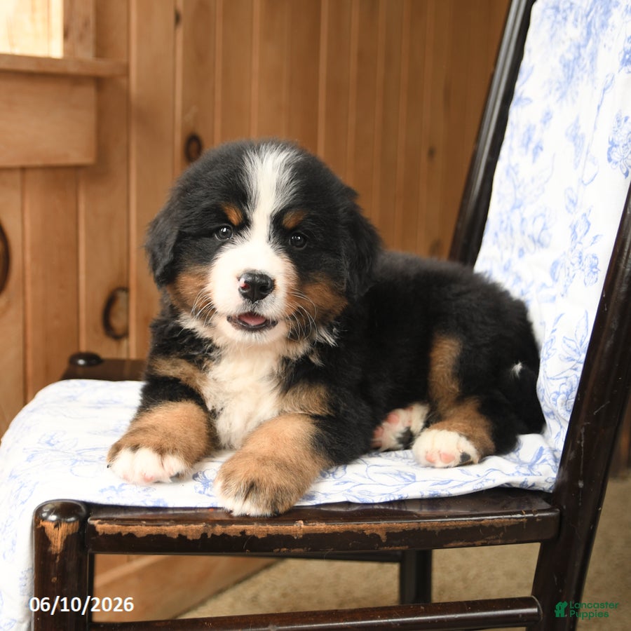 Bernese Mountain Dog dogs Smokey - Ad 2
