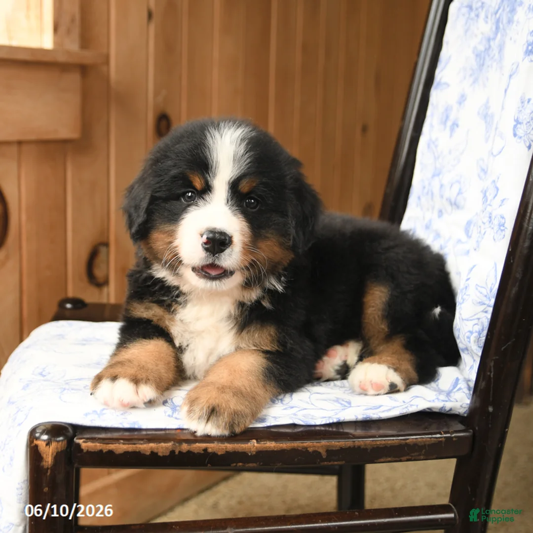Bernese Mountain Dog dogs for sale: Smokey - Ad 2