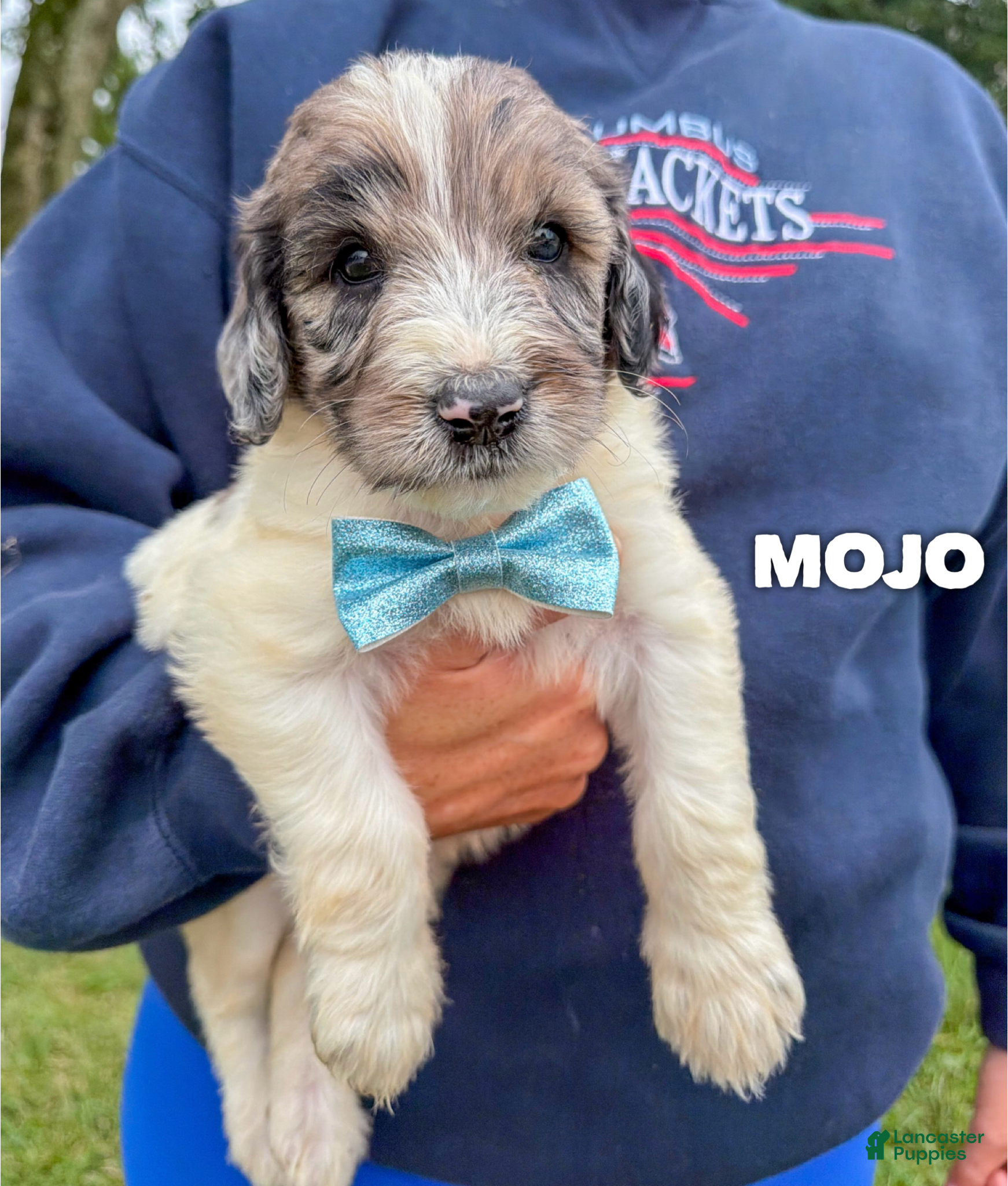 Goldendoodle dogs Mojo - Standard F1b - Ad 39
