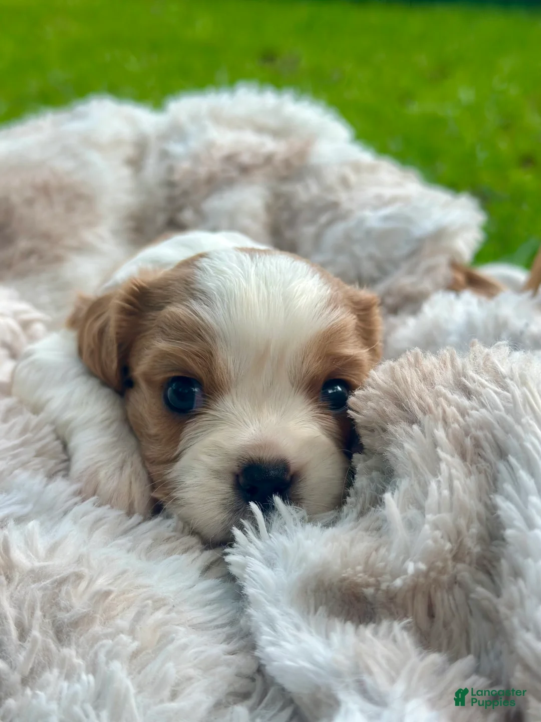 Cavalier King Charles Spaniel dogs for sale: Charles  - Ad 2