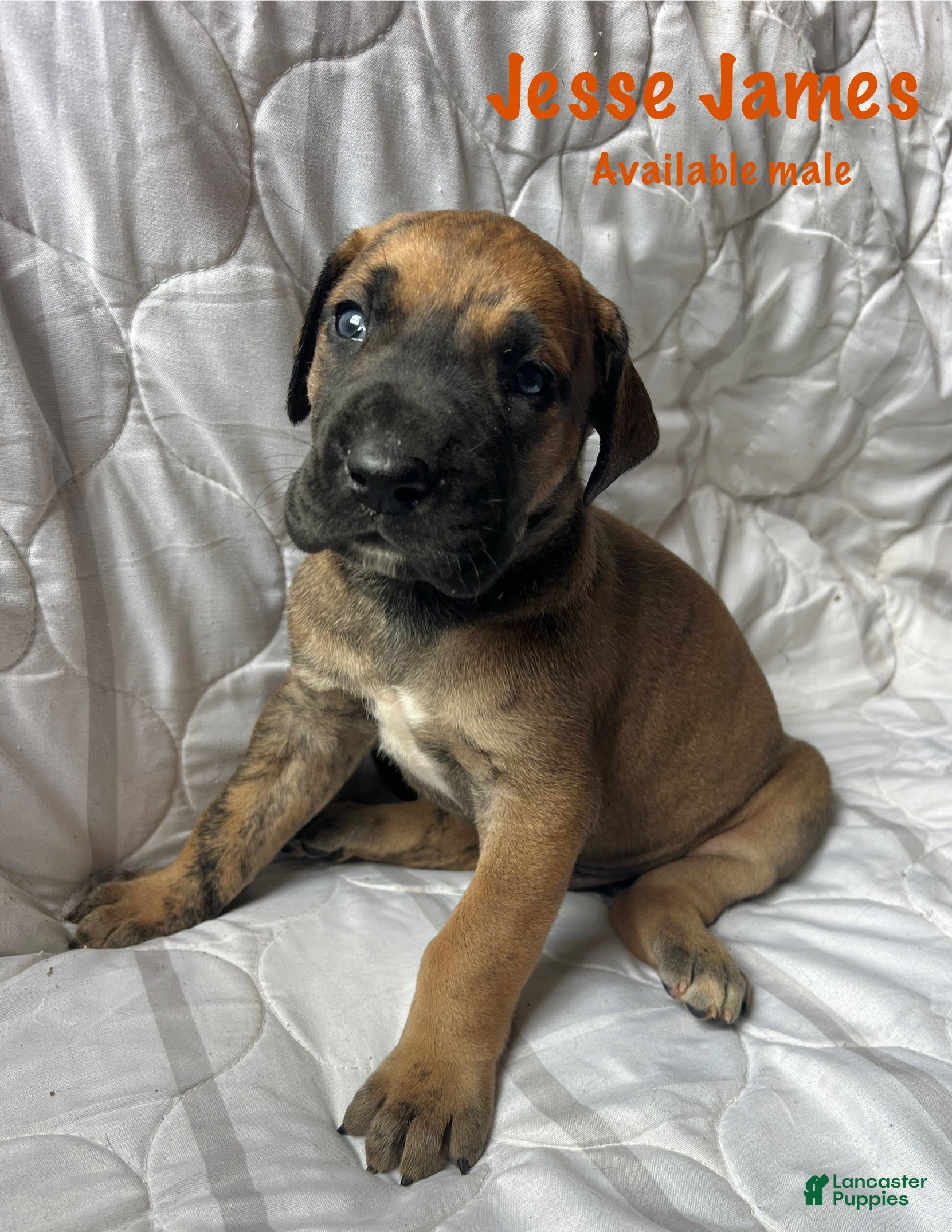 Great Dane dogs Jesse James  - Ad 15