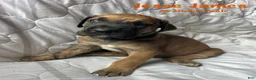 Great Dane dogs for sale: Jesse James  - Ad 1