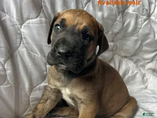 Great Dane dogs Jesse James - Ad 6