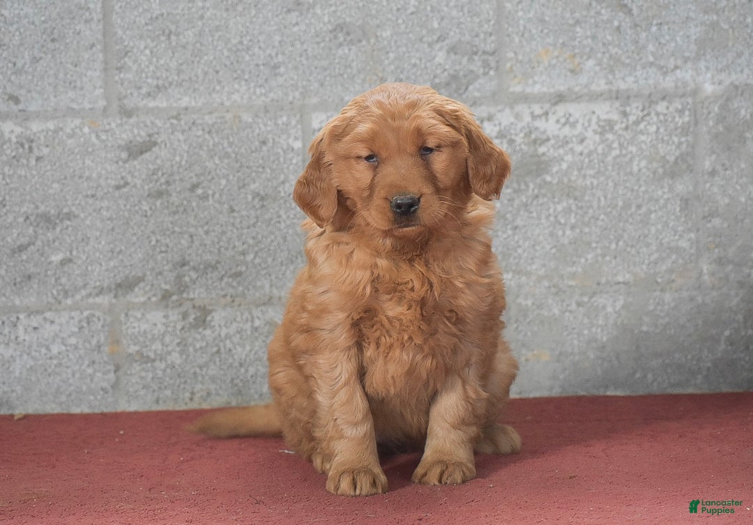 Golden Retriever dogs for sale: Deanna - Ad 8