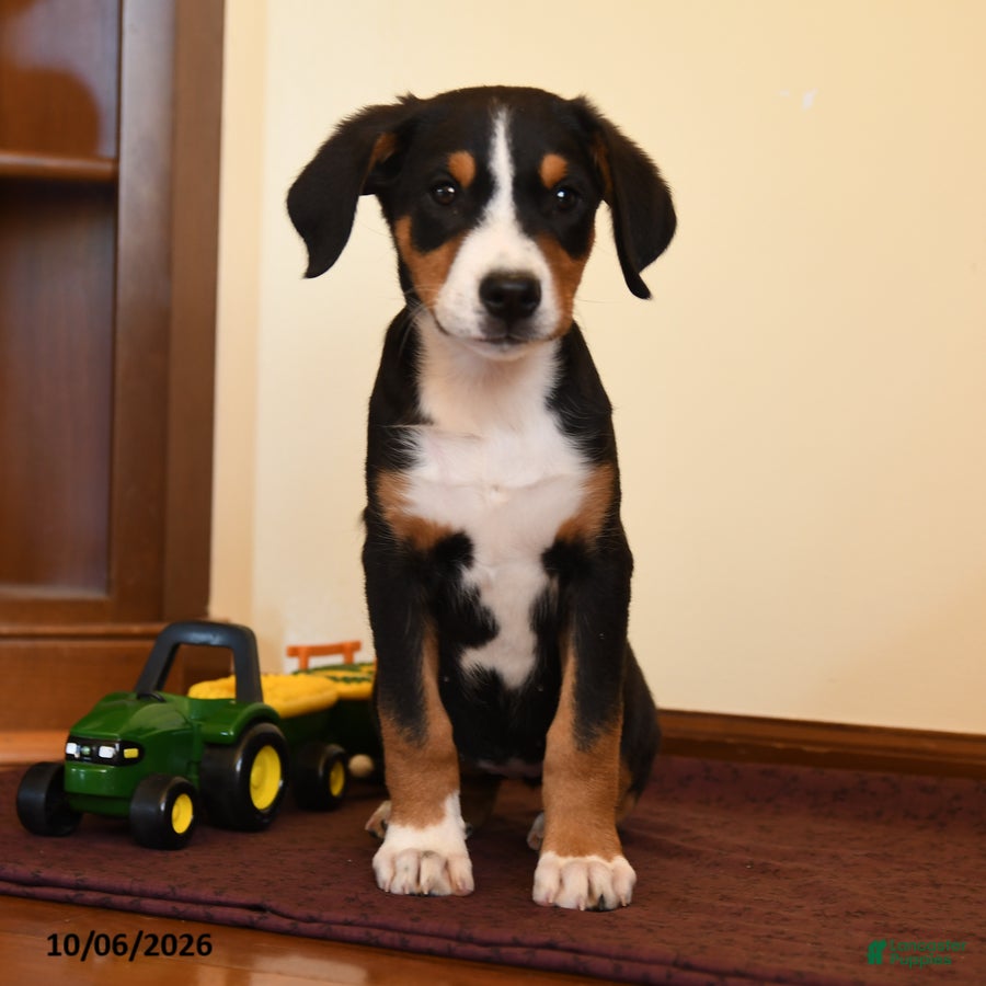 Poppy (Greater Swiss Mountain Dog, Female) in Manheim, PA