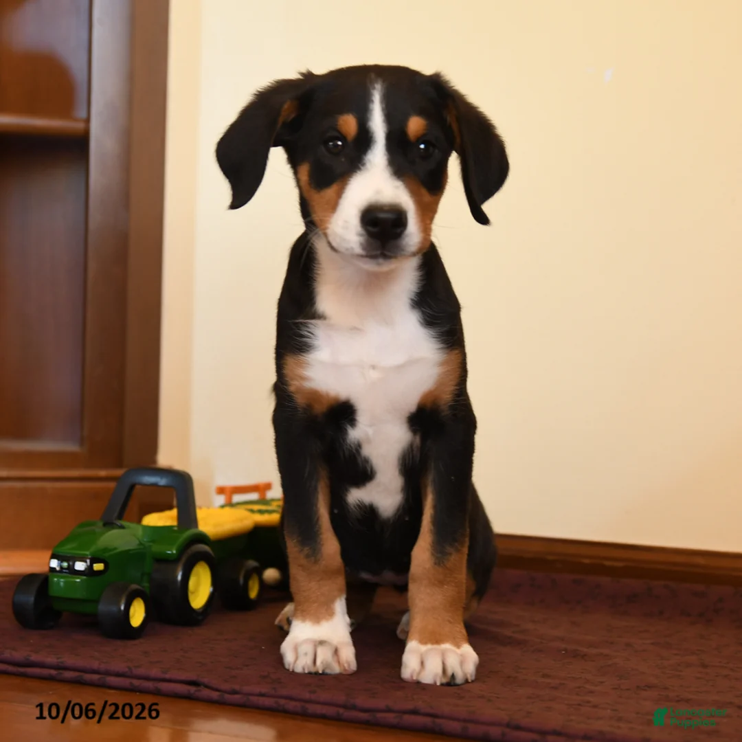 Greater Swiss Mountain Dog dogs for sale: Poppy - Ad 1