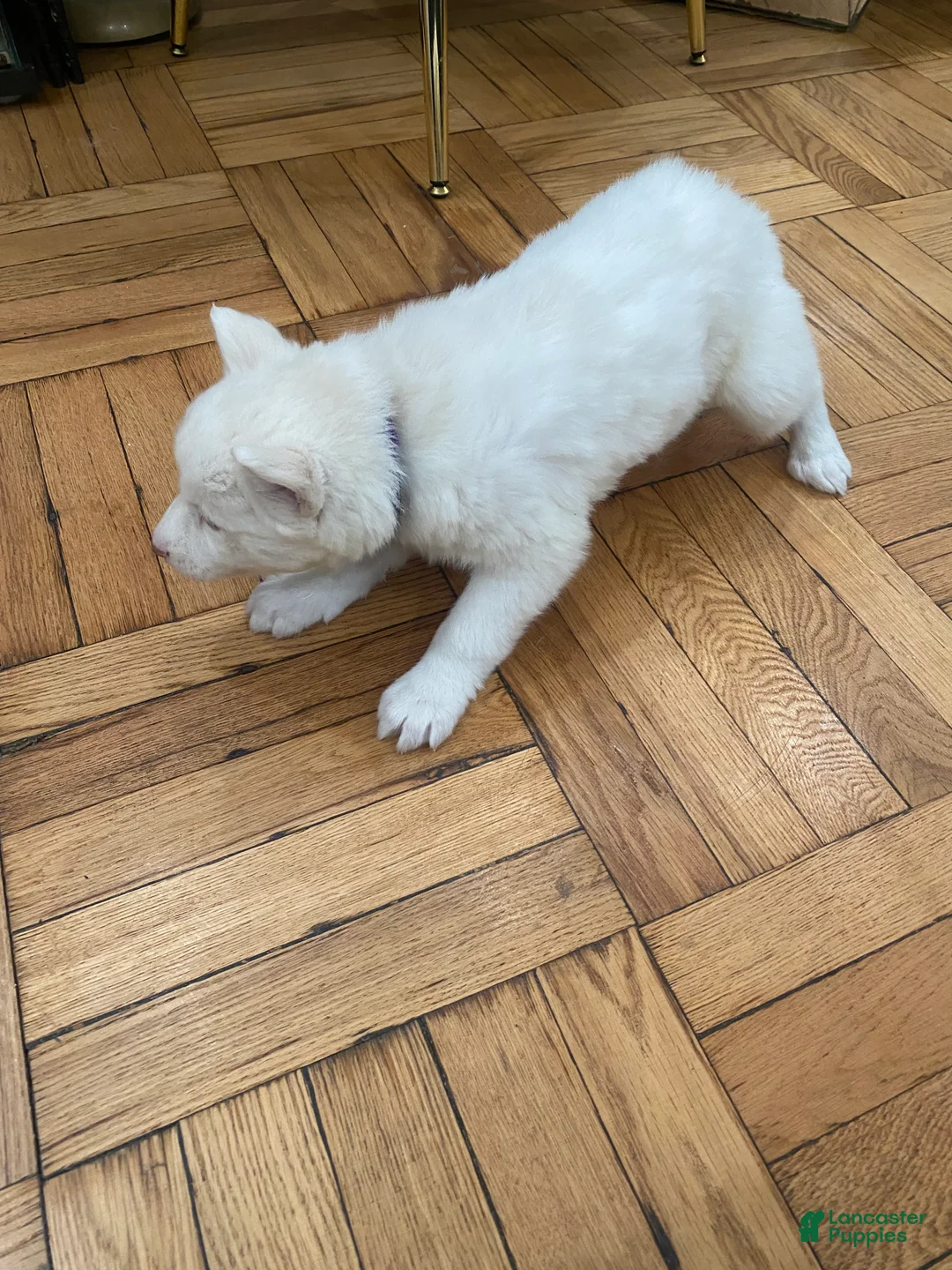 Siberian Husky dogs for sale: Versace  - Ad 4