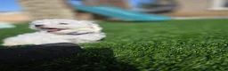 Maltese dogs for sale: Quinn - Ad 4
