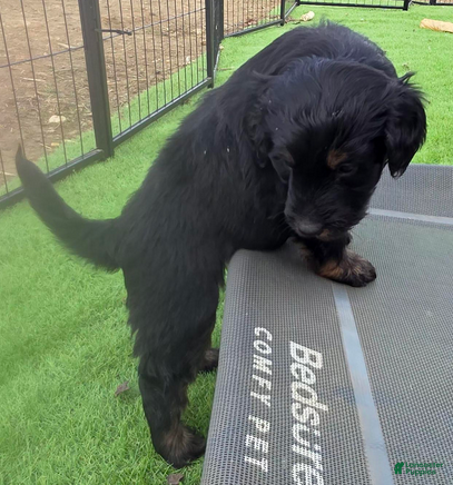 Bernedoodle dogs S'more - Ad 2