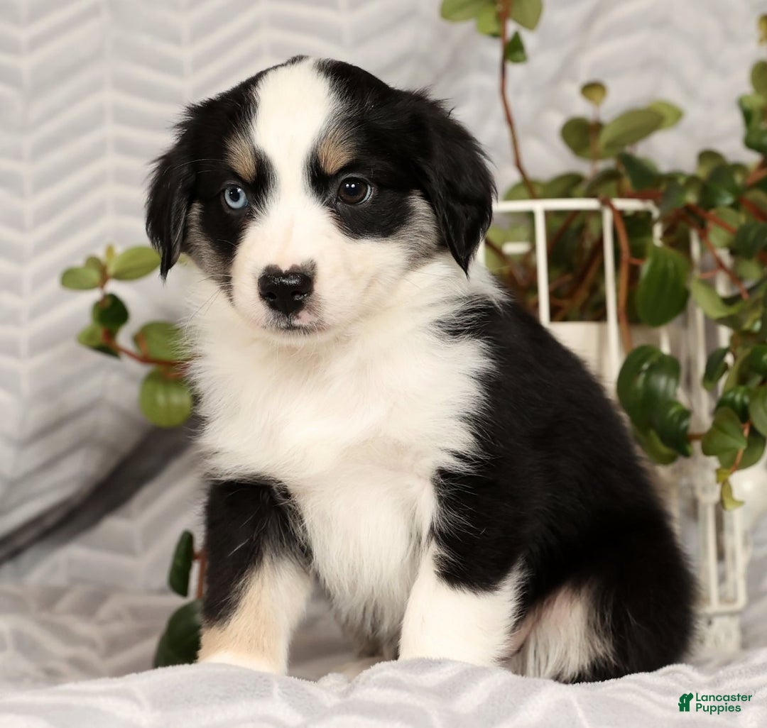 Miniature Australian Shepherd dogs for sale: Jenny - Ad 8