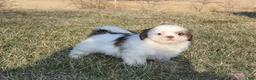 Shih Tzu dogs for sale: Spot - Ad 3