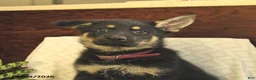 German Shepherd dogs for sale: Montana - Ad 5