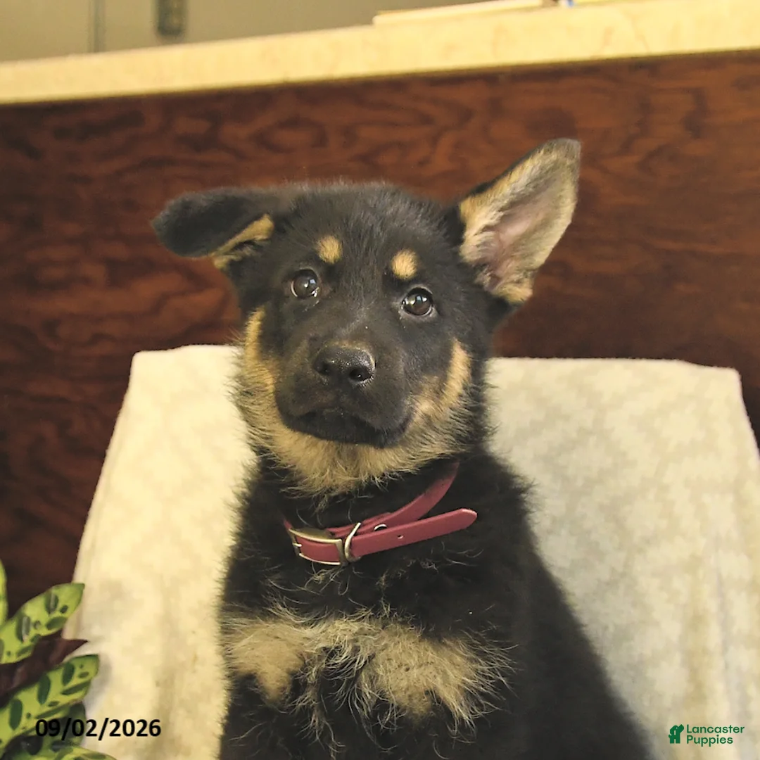 German Shepherd dogs for sale: Montana - Ad 5