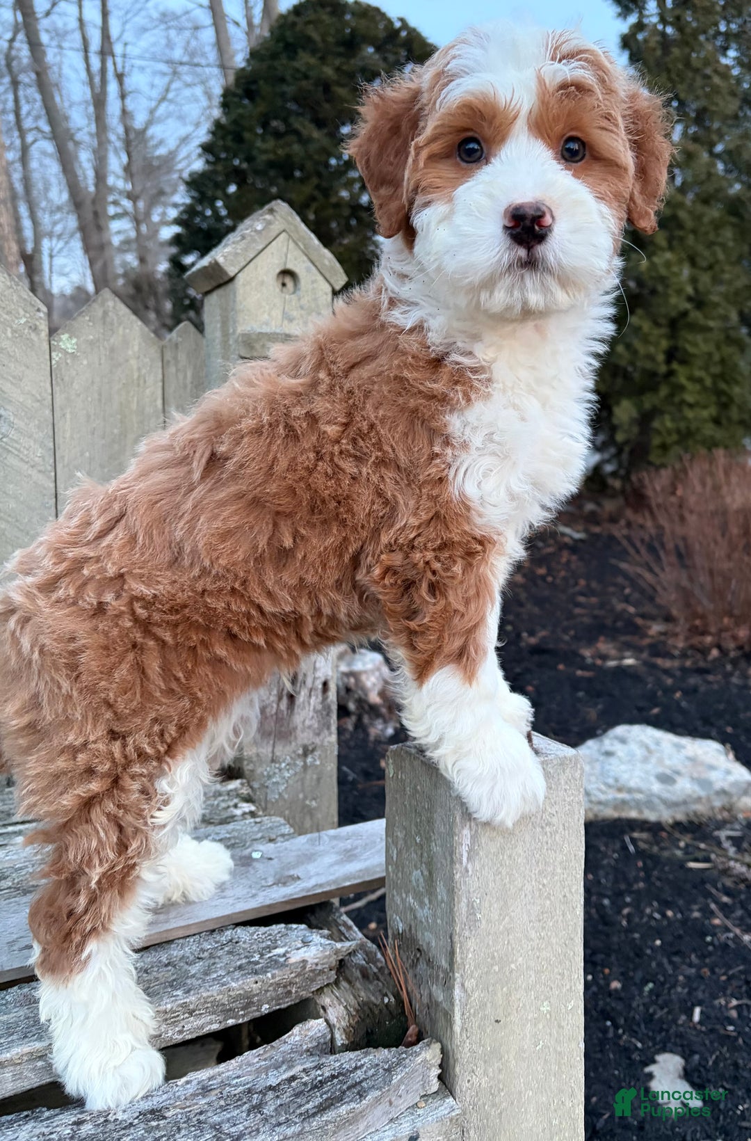 Mini Bernedoodle dogs for sale: 💙 IN BOSTON MASSACHUSETTS AREA 💙 RED AND WHITE TUXEDO BOY 💙 MINI BERNEDOODLE 💙 - Ad 4