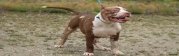 American Bully dogs for sale: Polaris - Ad 8
