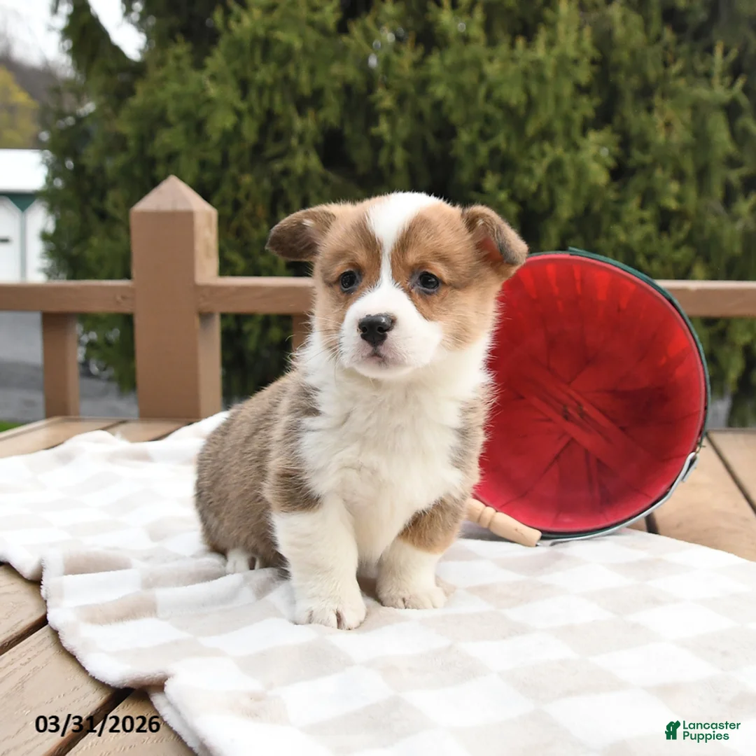Welsh Corgi Pembroke dogs for sale: Scooter - Ad 2