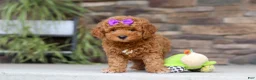 Mini Goldendoodle dogs for sale: Vanessa - Ad 5
