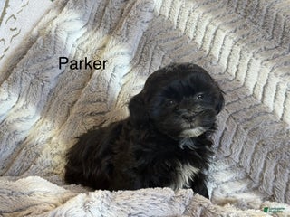 Shihpoo dogs - Ad 33