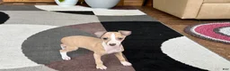 Italian Greyhound dogs for sale: Jaden  - Ad 7