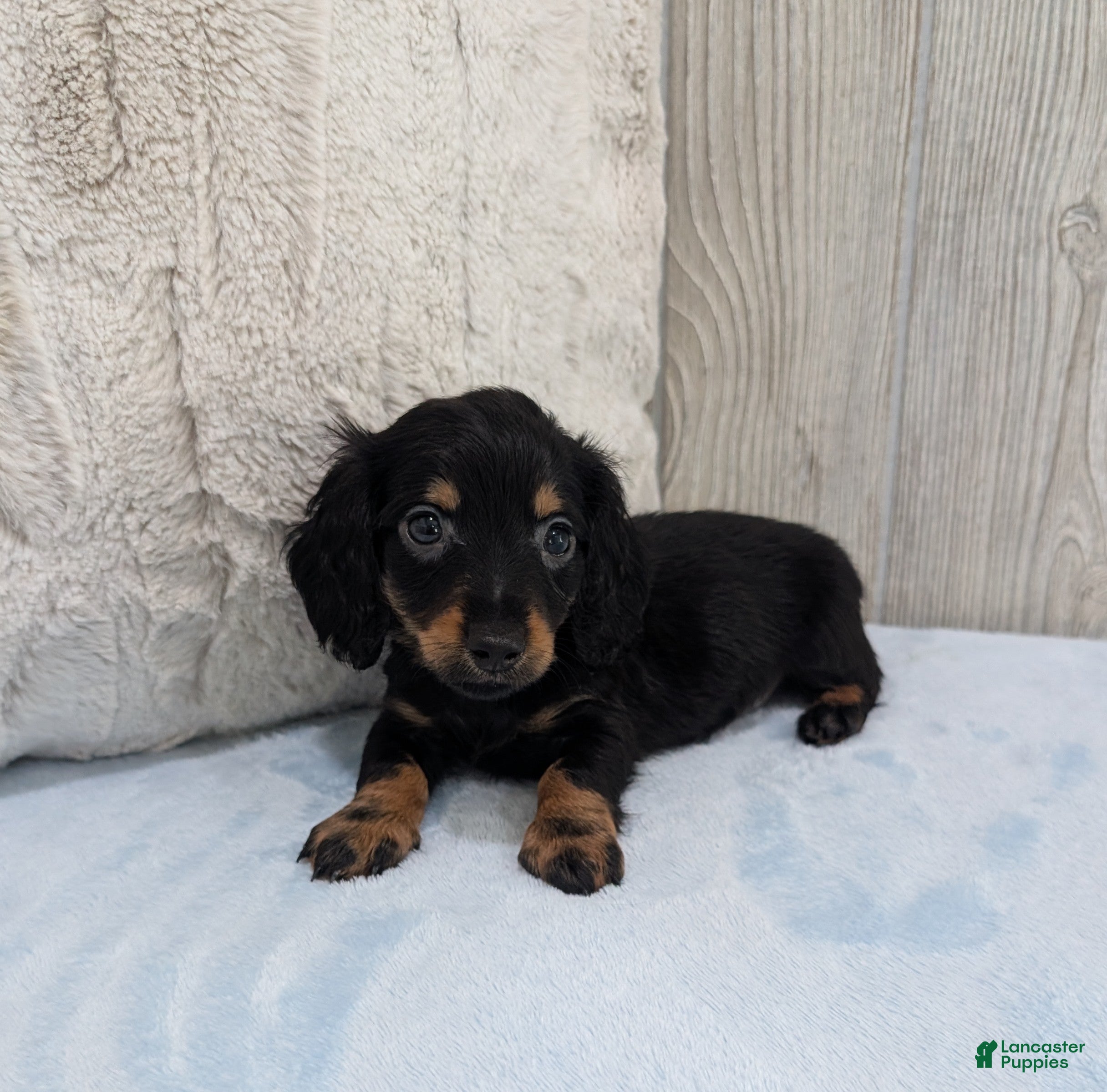 Miniature Dachshund dogs Pepper - Ad 2