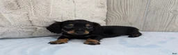 Miniature Dachshund dogs for sale: Pepper - Ad 2