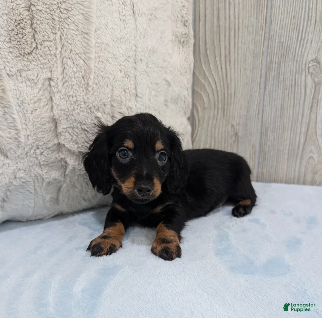 Miniature Dachshund dogs for sale: Pepper - Ad 2