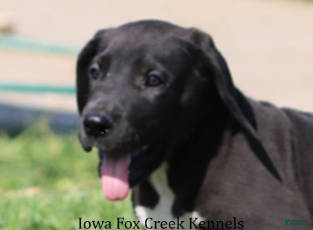 Great Dane dogs Milo - Ad 16