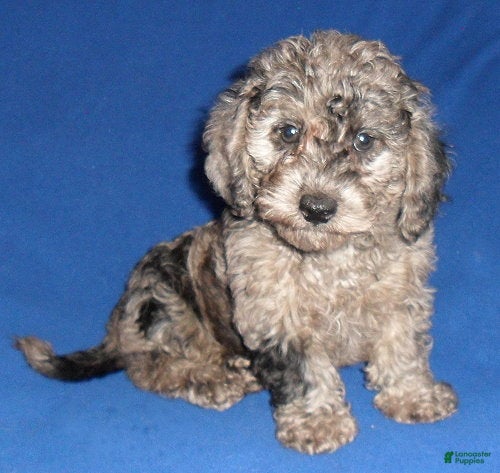 Yorkiepoo dogs Patches - Ad 1