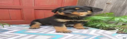 Rottweiler dogs for sale: Princess - Ad 9