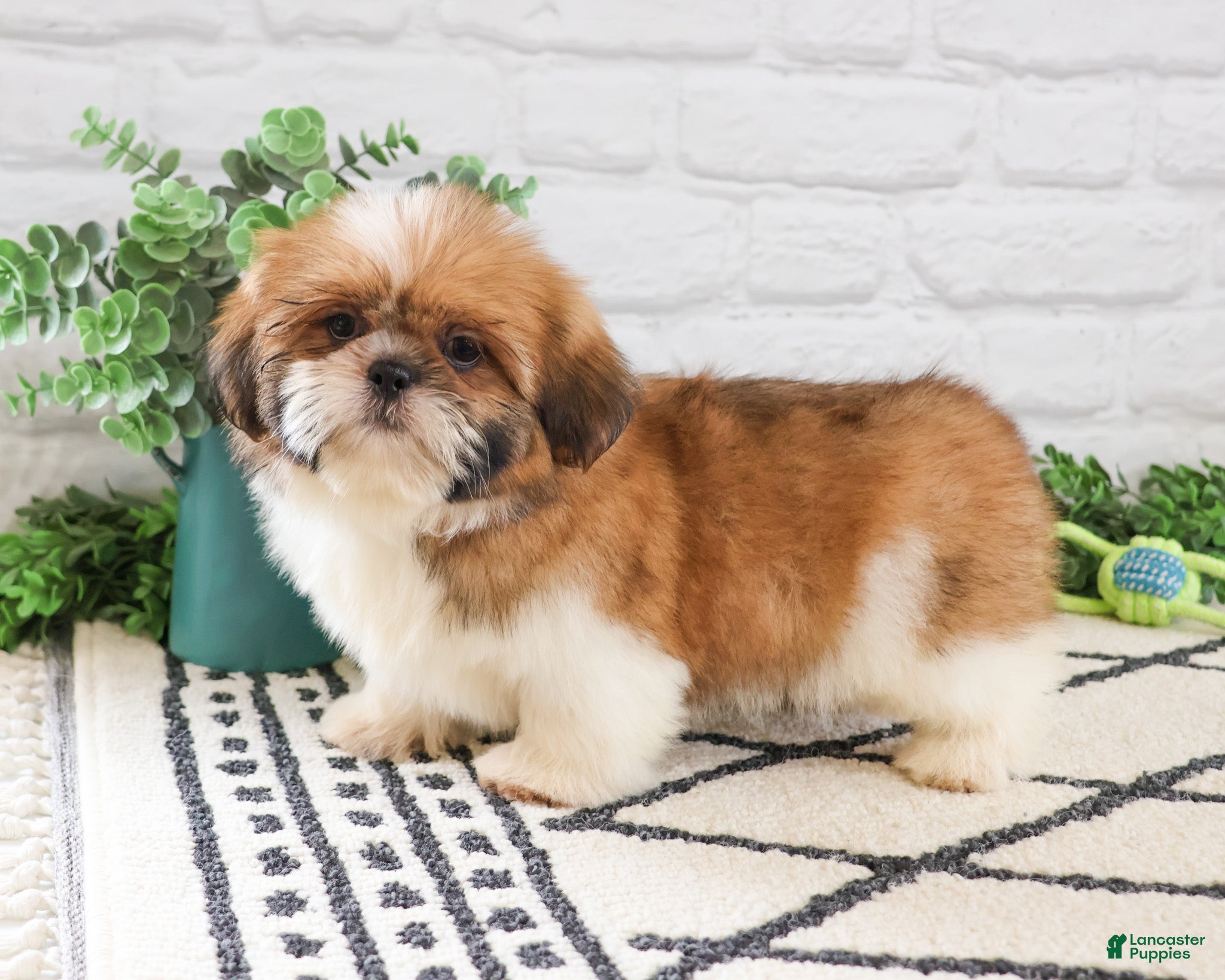 Shih Tzu dogs Flash  - Ad 25