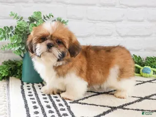 Shih Tzu dogs Flash - Ad 42