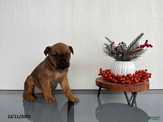 Mixed Breed dogs Mocha - Ad 13