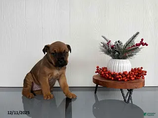 Mixed Breed dogs Mocha - Ad 26